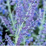 Perovska atriplicifolia Zasha Perowska- Rośliny od Ogrodnika Szkółka Barcikowscy