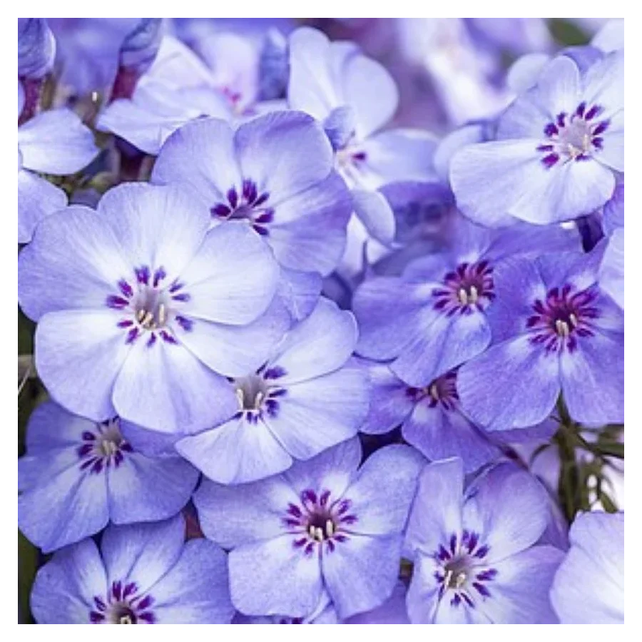 Phlox paniculata Blue Dolphin Floks wiechowaty- Rośliny od Ogrodnika Szkółka Barcikowscy