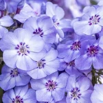 Phlox paniculata Blue Dolphin Floks wiechowaty- Rośliny od Ogrodnika Szkółka Barcikowscy