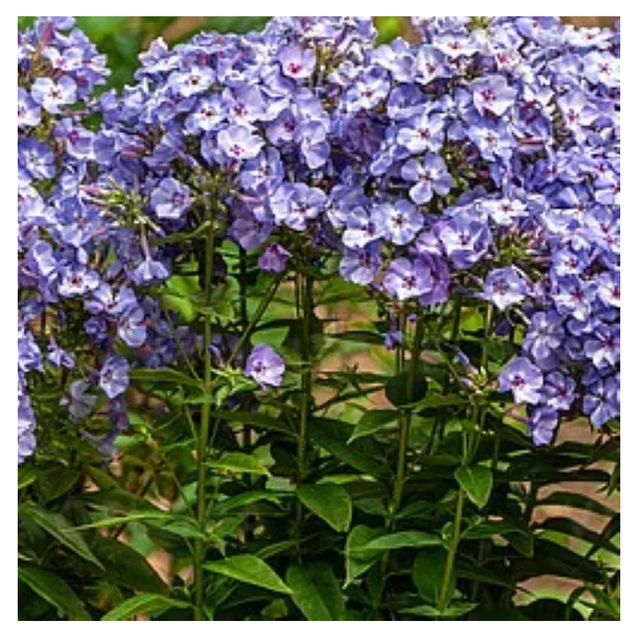 Phlox paniculata Blue Dolphin Floks wiechowaty- Rośliny od Ogrodnika Szkółka Barcikowscy