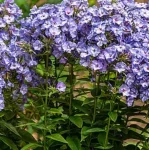 Phlox paniculata Blue Dolphin Floks wiechowaty- Rośliny od Ogrodnika Szkółka Barcikowscy
