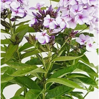 Phlox paniculata Flame Heavenly Blue Floks wiechowaty-Rośliny od Ogrodnika Szkółka Barcikowscy