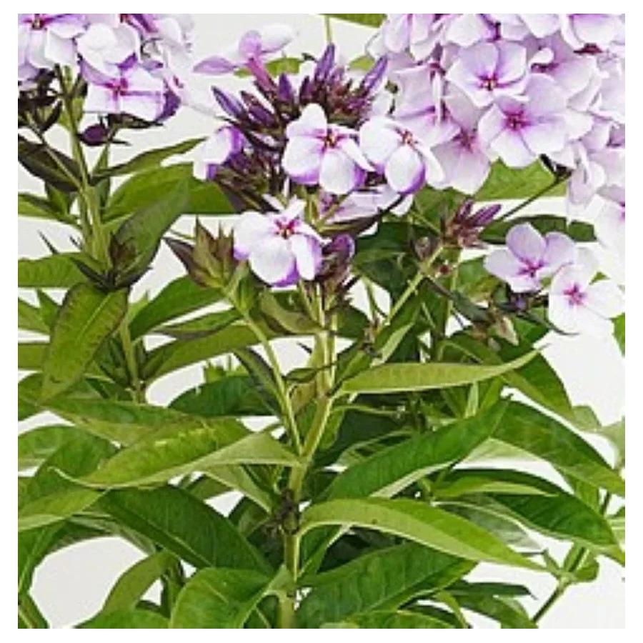 Phlox paniculata Flame Heavenly Blue Floks wiechowaty-Rośliny od Ogrodnika Szkółka Barcikowscy