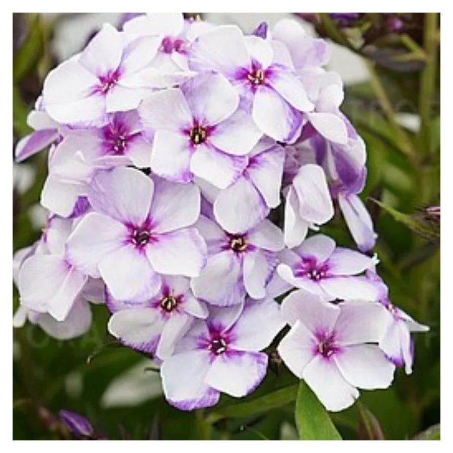 Phlox paniculata Flame Heavenly Blue Floks wiechowaty-Rośliny od Ogrodnika Szkółka Barcikowscy