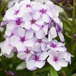 Phlox paniculata Flame Heavenly Blue Floks wiechowaty-Rośliny od Ogrodnika Szkółka Barcikowscy