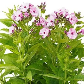 Phlox paniculata Flame La Creme Pink Floks Wiechowaty- Rośliny od Ogrodnika Szkółka Barcikowscy