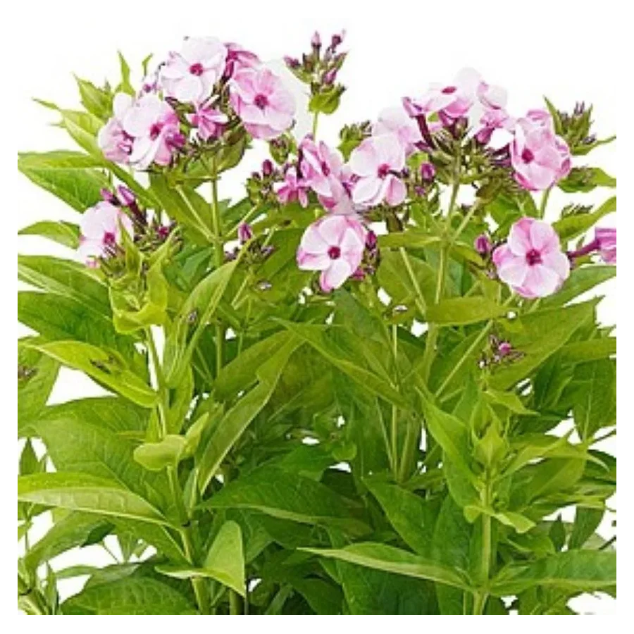 Phlox paniculata Flame La Creme Pink Floks Wiechowaty- Rośliny od Ogrodnika Szkółka Barcikowscy
