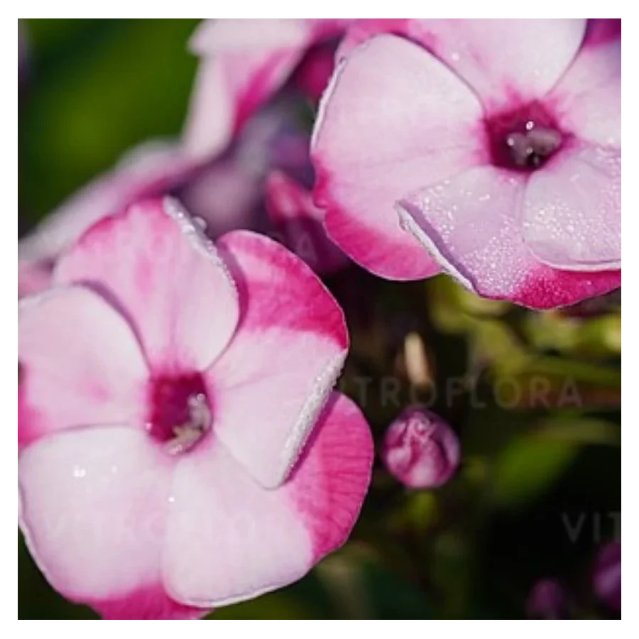 Phlox paniculata Flame La Creme Pink Floks Wiechowaty- Rośliny od Ogrodnika Szkółka Barcikowscy