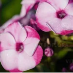 Phlox paniculata Flame La Creme Pink Floks Wiechowaty- Rośliny od Ogrodnika Szkółka Barcikowscy