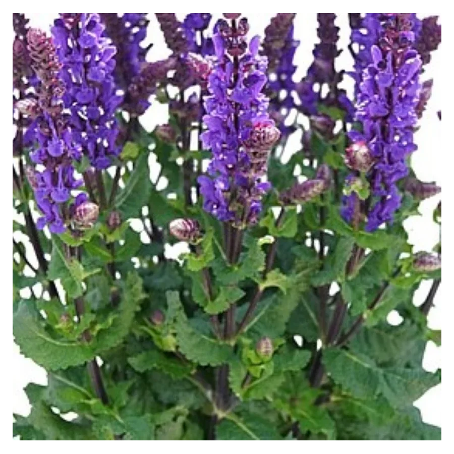 Salvia nemorosa Great Grape Szałwia- Rośliny od Ogrodnika Szkółka Barcikowscy