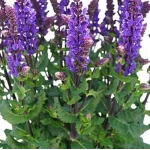 Salvia nemorosa Great Grape Szałwia- Rośliny od Ogrodnika Szkółka Barcikowscy