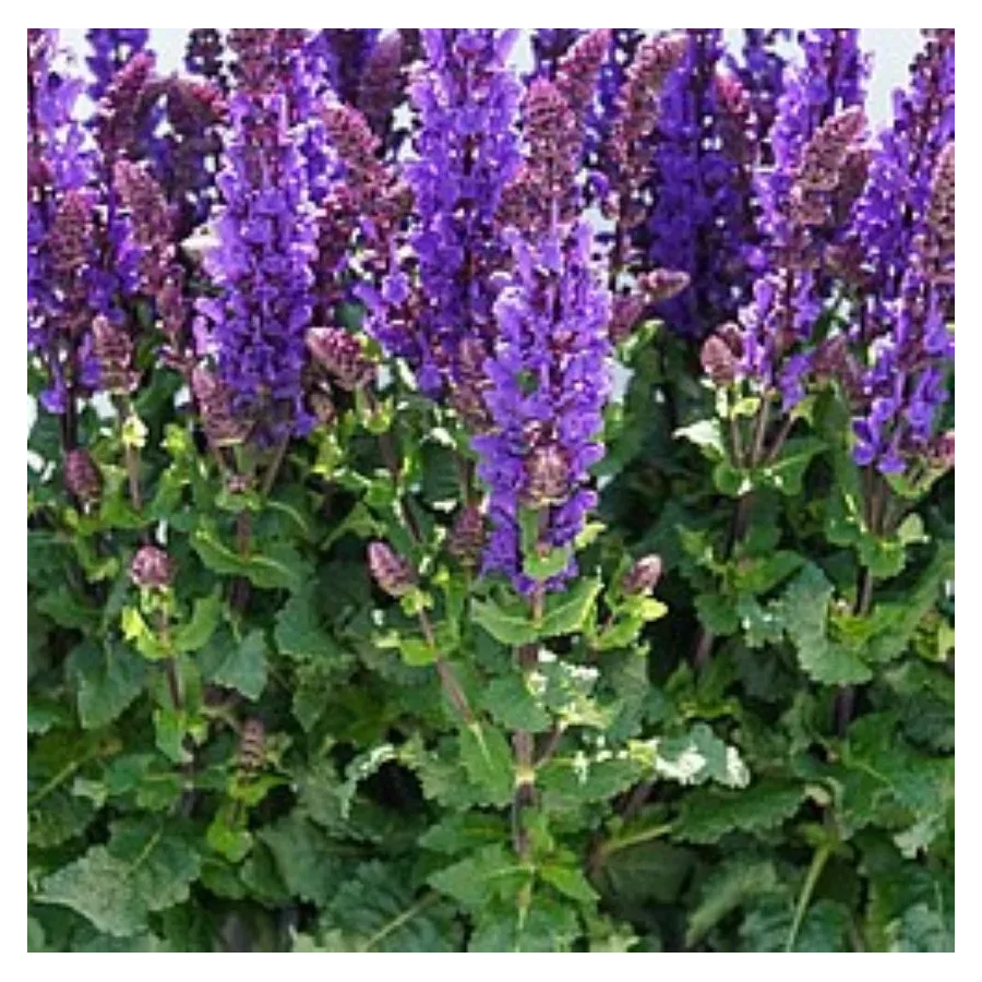 Salvia nemorosa Great Grape Szałwia- Rośliny od Ogrodnika Szkółka Barcikowscy