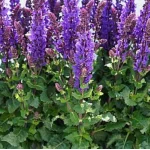 Salvia nemorosa Great Grape Szałwia- Rośliny od Ogrodnika Szkółka Barcikowscy