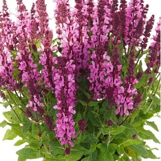 Salvia nemorosa Noble Princess Szałwia- Rośliny od Ogrodnika Szkółka Barcikowscy