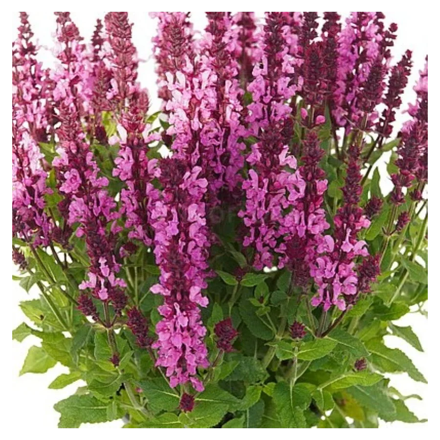 Salvia nemorosa Noble Princess Szałwia- Rośliny od Ogrodnika Szkółka Barcikowscy