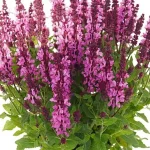 Salvia nemorosa Noble Princess Szałwia- Rośliny od Ogrodnika Szkółka Barcikowscy