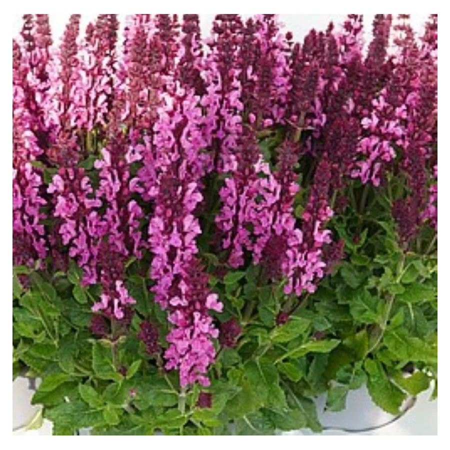 Salvia nemorosa Noble Princess Szałwia- Rośliny od Ogrodnika Szkółka Barcikowscy