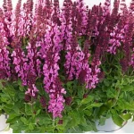 Salvia nemorosa Noble Princess Szałwia- Rośliny od Ogrodnika Szkółka Barcikowscy