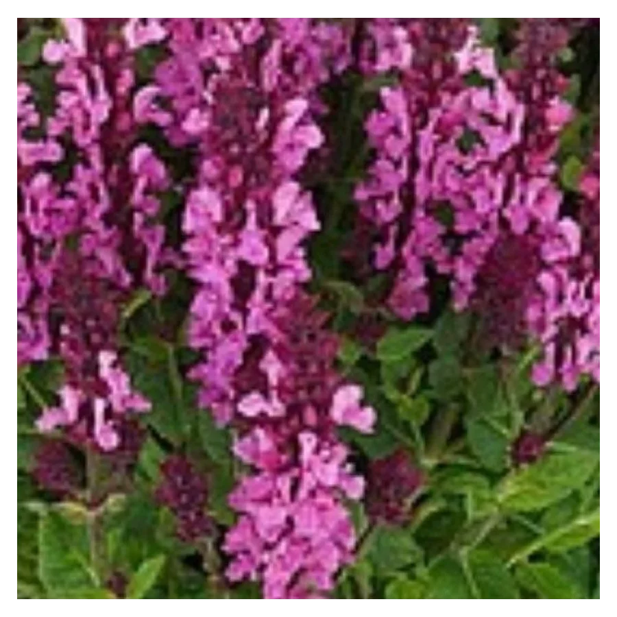 Salvia nemorosa Noble Princess Szałwia- Rośliny od Ogrodnika Szkółka Barcikowscy
