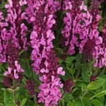 Salvia nemorosa Noble Princess Szałwia- Rośliny od Ogrodnika Szkółka Barcikowscy