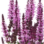 Salvia nemorosa Northern Star Szałwia Omszona- Rośliny od ogrodnika Szkółka Barcikowscy