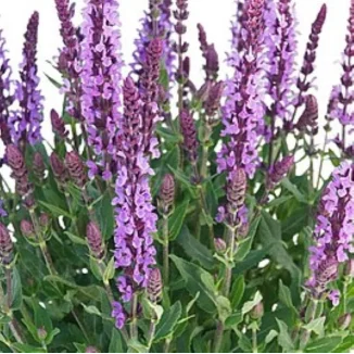 Salvia nemorosa Salute Lavender Szałwia omszona- Rośliny od ogrodnika Szkółka Barcikowscy