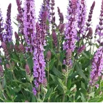 Salvia nemorosa Salute Lavender Szałwia omszona- Rośliny od ogrodnika Szkółka Barcikowscy