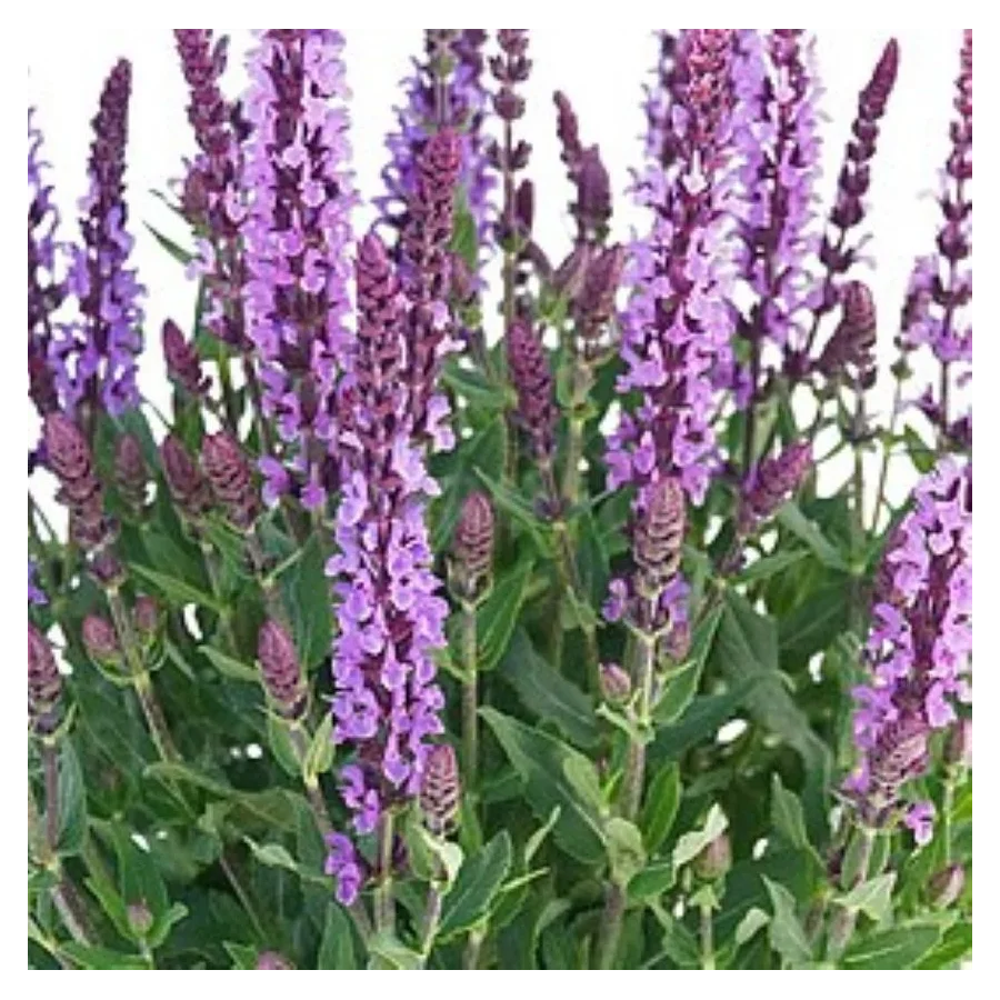 Salvia nemorosa Salute Lavender Szałwia omszona- Rośliny od ogrodnika Szkółka Barcikowscy