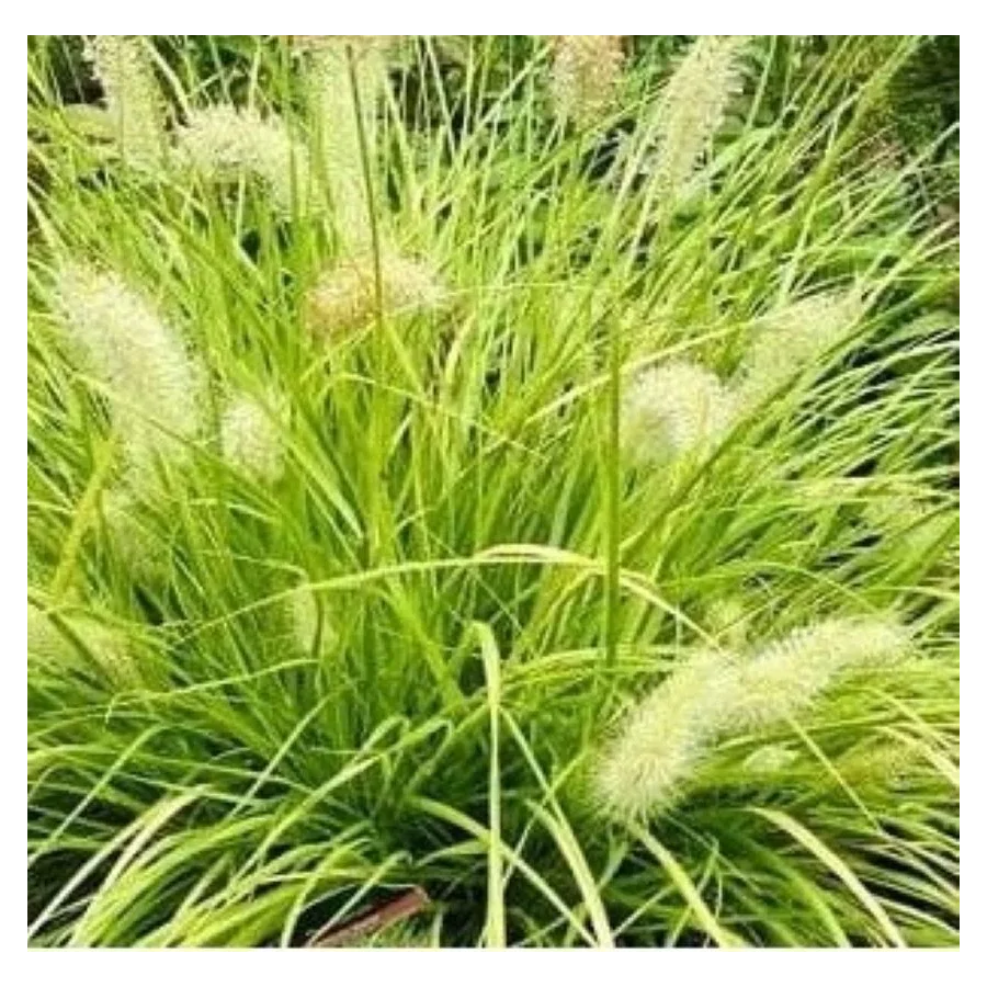 Pennisetum alopecuroides Hameln Gold Rozplenica japońska- Rośliny od Ogrodnika Szkółka Barcikowscy