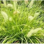 Pennisetum alopecuroides Hameln Gold Rozplenica japońska- Rośliny od Ogrodnika Szkółka Barcikowscy