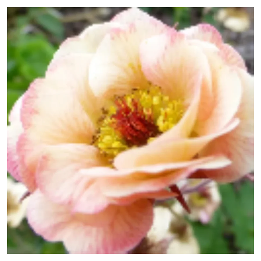 Geum Mai Tai Kuklik - Rośliny od Ogrodnika Szkółka Barcikowscy