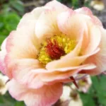 Geum Mai Tai Kuklik - Rośliny od Ogrodnika Szkółka Barcikowscy