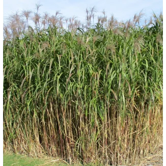 Miscanthus sinensis Floridulus Gigantheus Miskant chiński -Rośliny od Ogrodnika Szkółka Barcikowscy