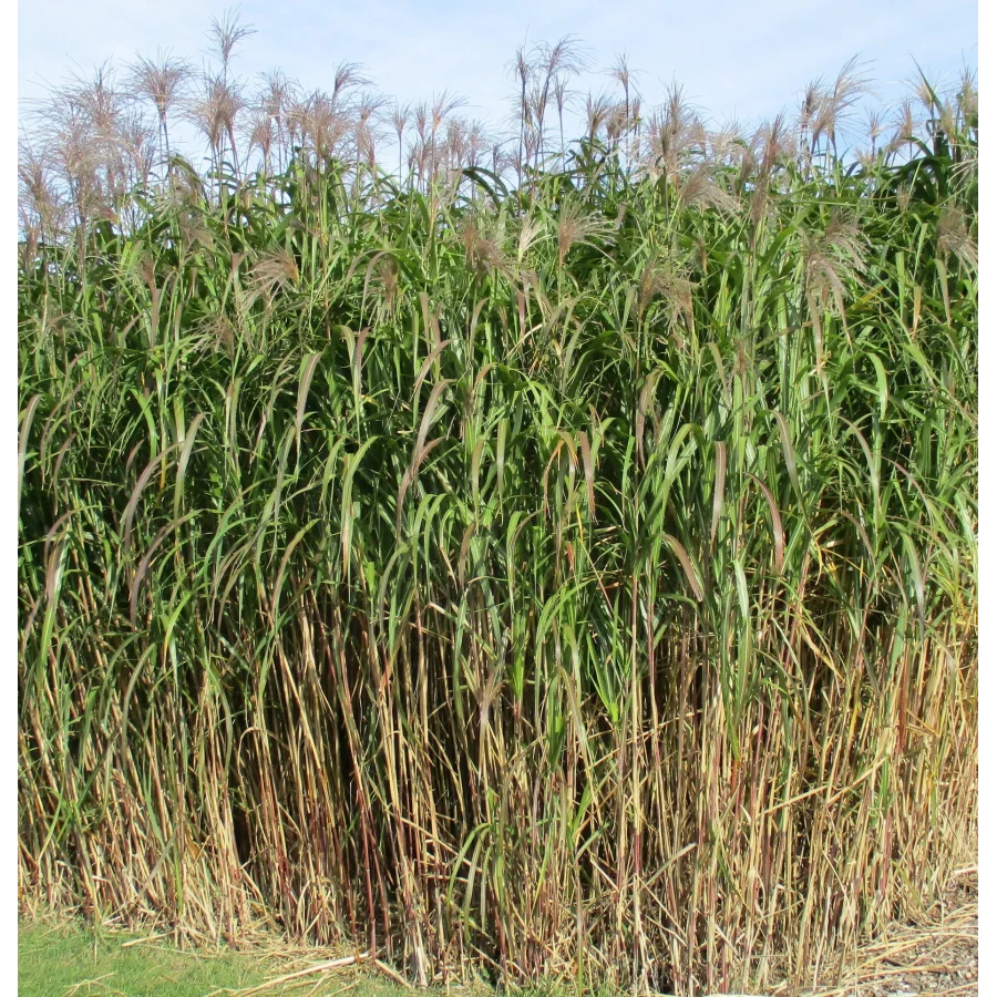 Miscanthus sinensis Floridulus Gigantheus Miskant chiński -Rośliny od Ogrodnika Szkółka Barcikowscy