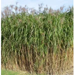 Miscanthus sinensis Floridulus Gigantheus Miskant chiński -Rośliny od Ogrodnika Szkółka Barcikowscy