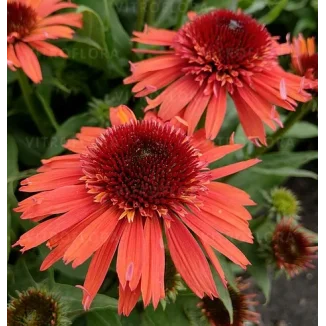 Echinacea Carrot Cake Jeżówka- Rośliny od Ogrodnika Szkółka Barcikowscy