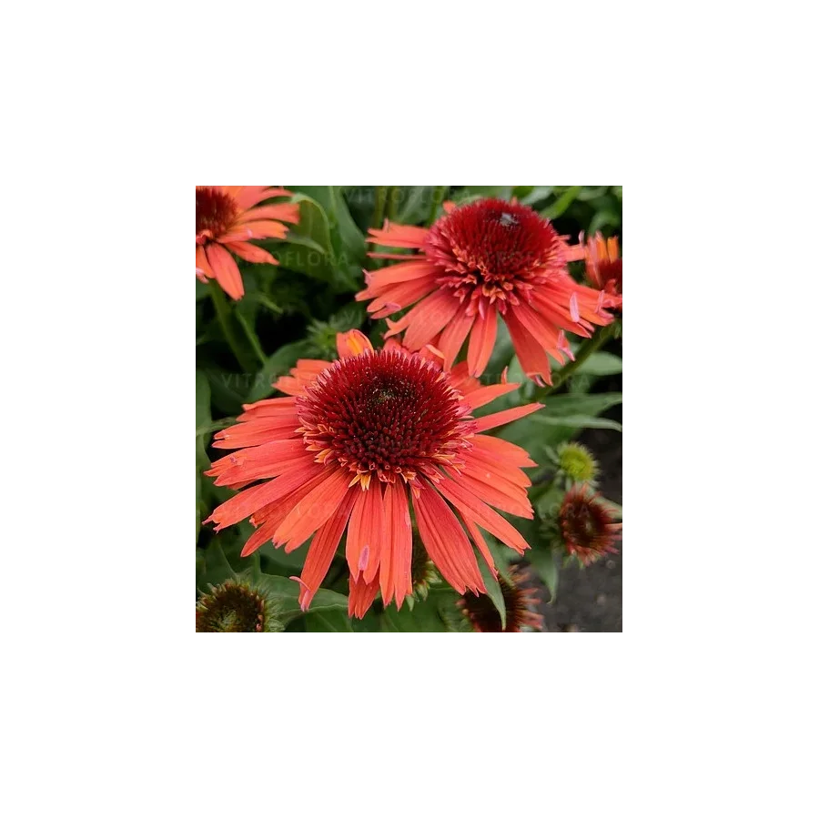 Echinacea Carrot Cake Jeżówka- Rośliny od Ogrodnika Szkółka Barcikowscy