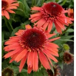 Echinacea Carrot Cake Jeżówka- Rośliny od Ogrodnika Szkółka Barcikowscy