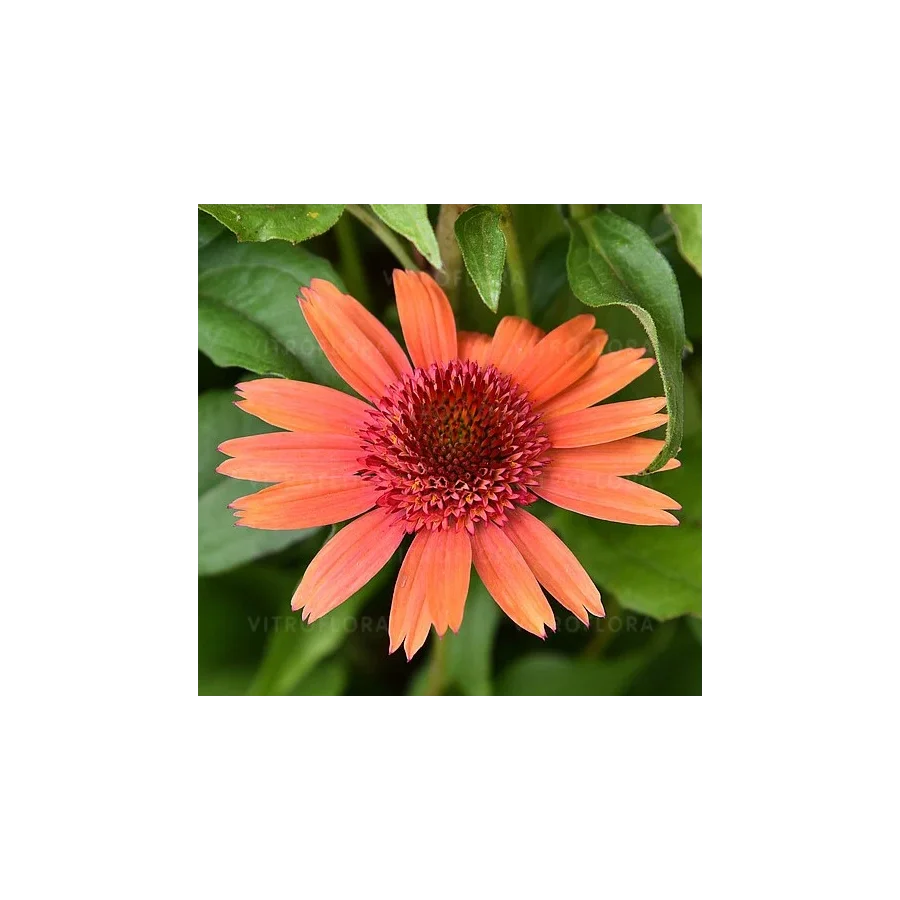 Echinacea Carrot Cake Jeżówka- Rośliny od Ogrodnika Szkółka Barcikowscy