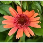 Echinacea Carrot Cake Jeżówka- Rośliny od Ogrodnika Szkółka Barcikowscy