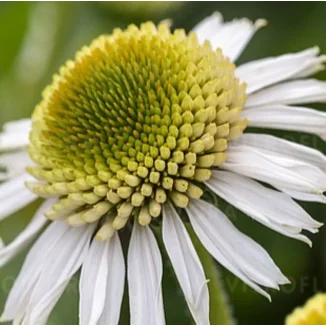 Echinacea purpurea Delicious Candy White Jeżówka- Rośliny od Ogrodnika Szkółka Barcikowscy