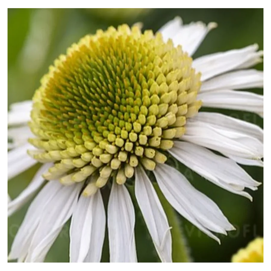 Echinacea purpurea Delicious Candy White Jeżówka- Rośliny od Ogrodnika Szkółka Barcikowscy