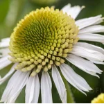 Echinacea purpurea Delicious Candy White Jeżówka- Rośliny od Ogrodnika Szkółka Barcikowscy