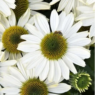 Echinacea SunMagic Vintage Pearl White Jeżówka- Rośliny od Ogrodnika Szkółka Barcikowscy