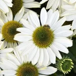 Echinacea SunMagic Vintage Pearl White Jeżówka- Rośliny od Ogrodnika Szkółka Barcikowscy