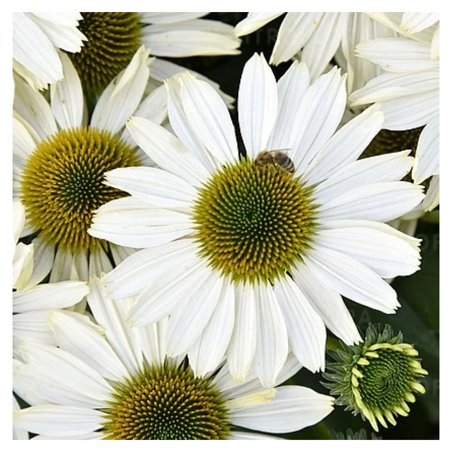 Echinacea SunMagic Vintage Pearl White Jeżówka- Rośliny od Ogrodnika Szkółka Barcikowscy