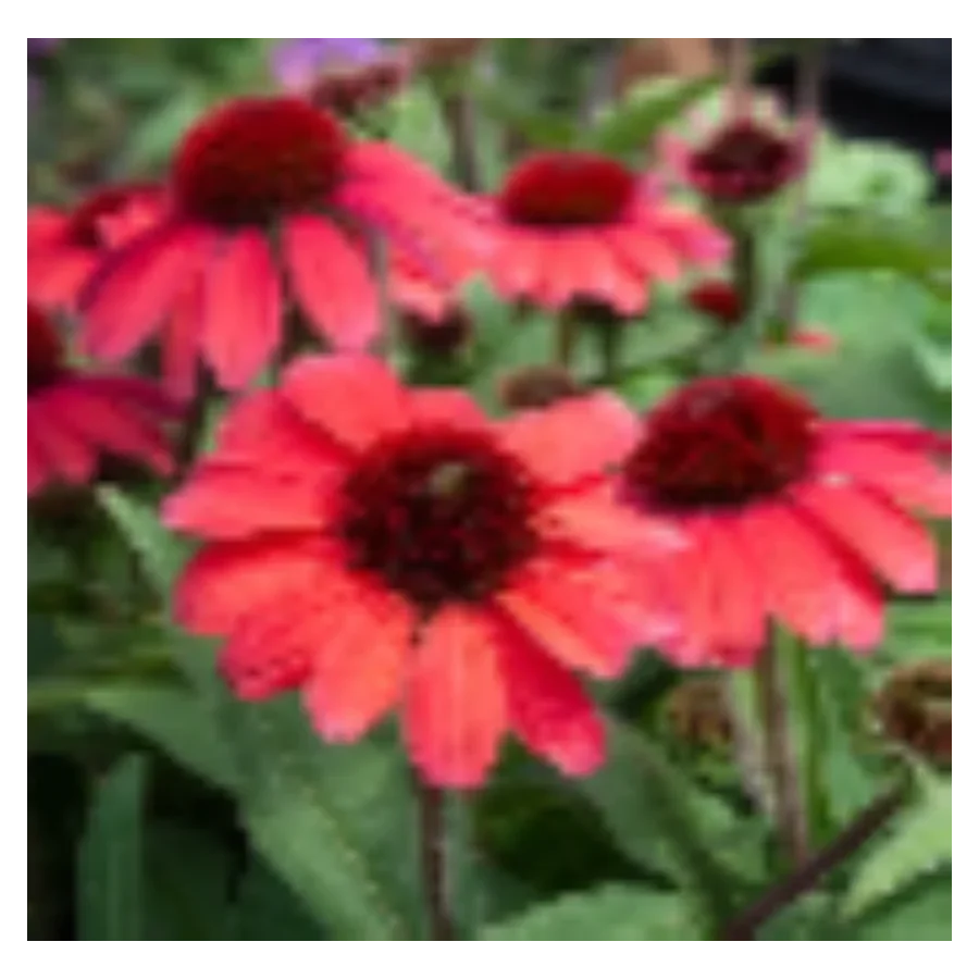 Echinacea SunMagic Vintage Red Jeżówka - Rośliny od Ogrodnika Szkółka Barcikowscy