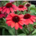 Echinacea SunMagic Vintage Red Jeżówka - Rośliny od Ogrodnika Szkółka Barcikowscy