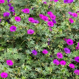 Geranium hybridum Deep Purple Bodziszek- Rośliny od Ogrodnika Szkółka Barcikowscy