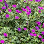 Geranium hybridum Deep Purple Bodziszek- Rośliny od Ogrodnika Szkółka Barcikowscy